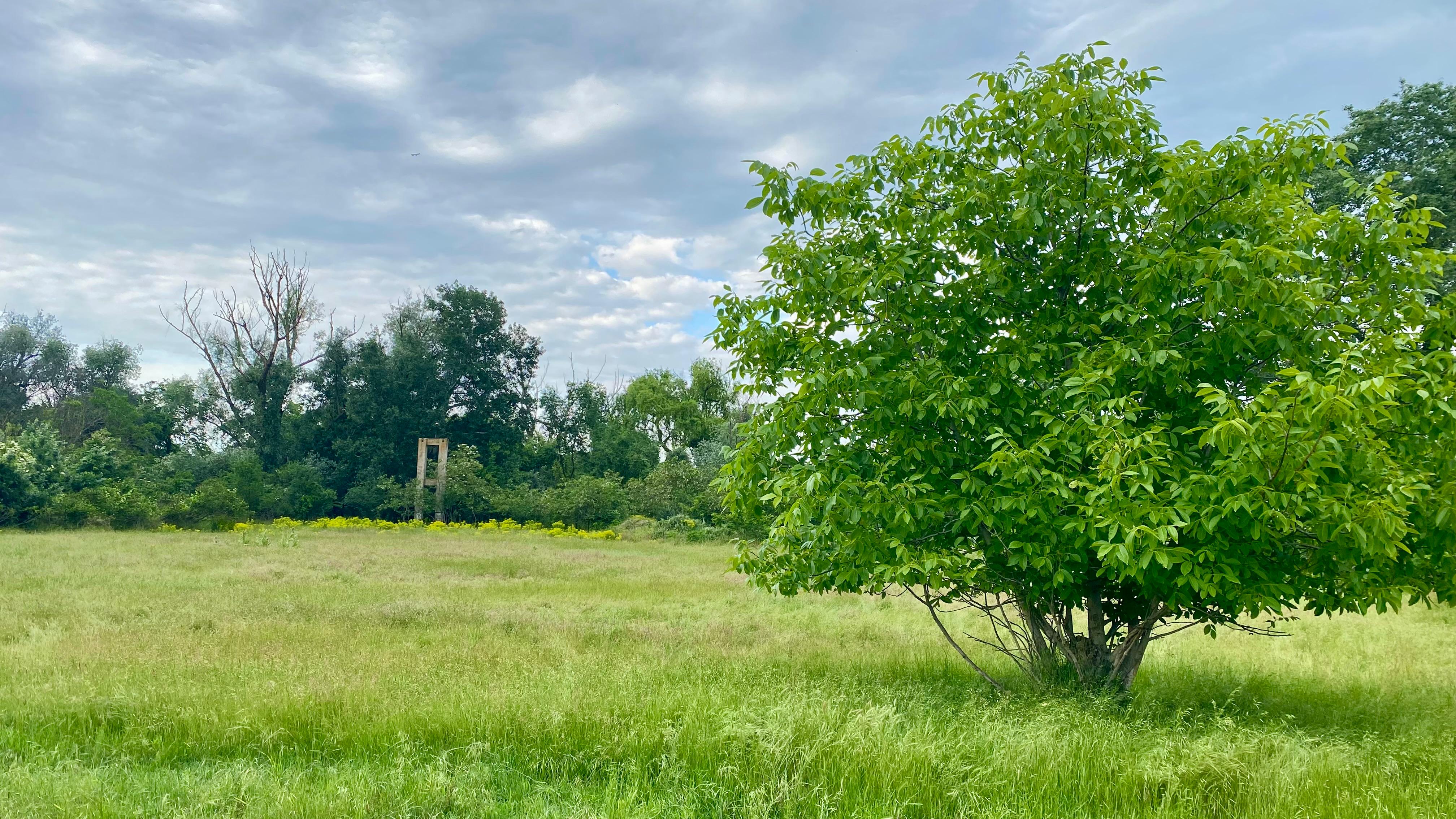 Plantare copaci
