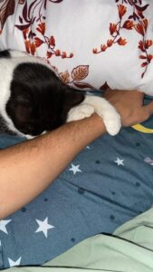 asociatia biodiversitate si conservare a mediului iubeste si protejeaza animalele