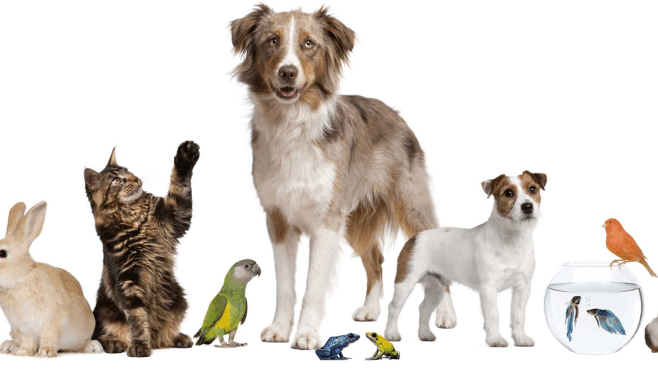 abcm ong protectia animalelor